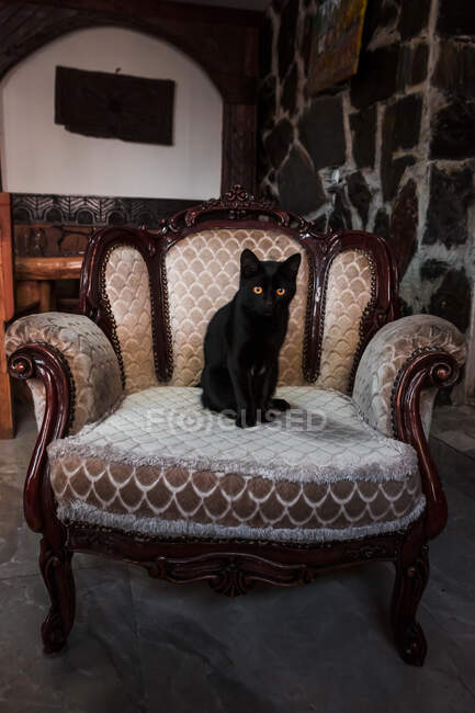 Ritratto di gattino nero seduto su poltrona vintage — Foto stock