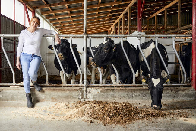 Женщина-фермер, стоящая у коров и поедающая сено на молочной ферме — стоковое фото