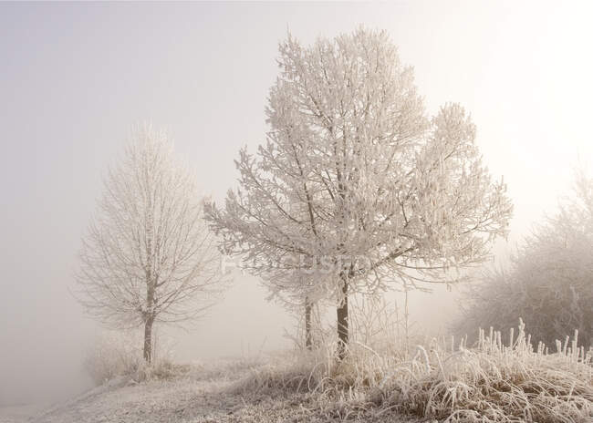 Ледяные деревья на туманном зимнем рассвете — стоковое фото