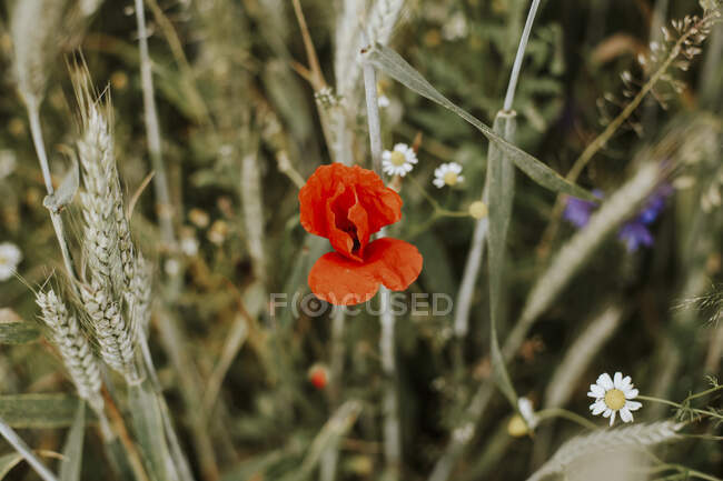 Coquelicot et autres fleurs de champ — Photo de stock