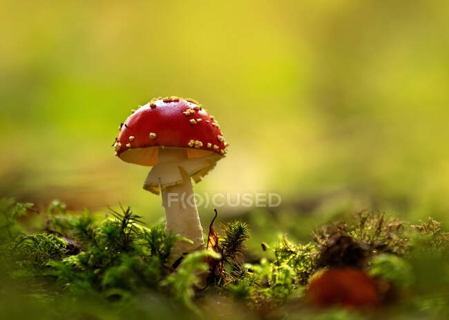 Close-up of fly agaric (Amanita muscaria) mushroom growing in forest — Stock Photo