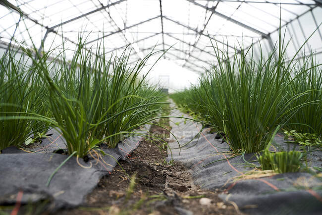 Rows of chives growing in a greenhouse — Stock Photo