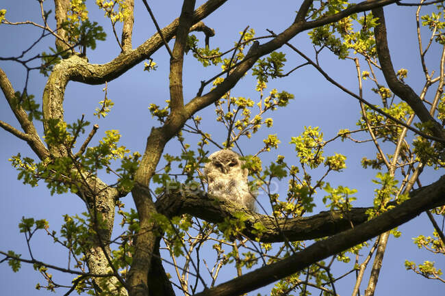 Germania, Vista ad angolo basso del gufo appollaiato sul ramo d'albero in primavera — Foto stock