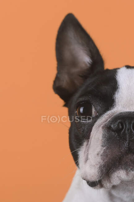 Retrato de boston terrier cachorro delante de fondo naranja - foto de stock