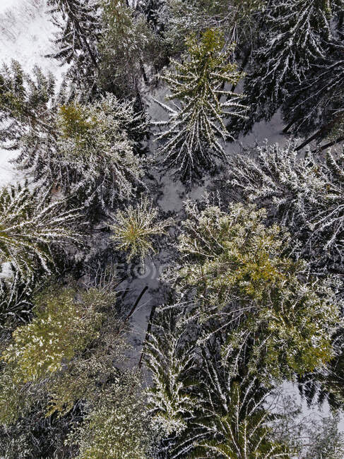 Russia, Oblast 'di Leningrado, Veduta aerea delle conifere in inverno — Foto stock