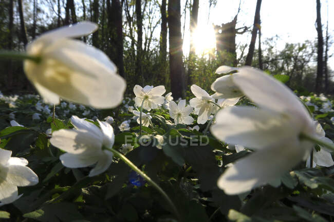 Alemania, puesta de sol sobre lecho de anémonas de madera en flor (Anemone  nemorosa) — atmósfera, Atardecer - Stock Photo | #474271198