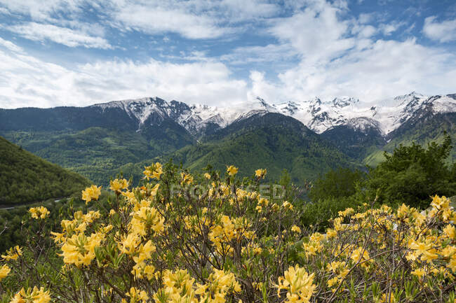 Грузія, жовті польові квіти розквітають на Великому Кавказі. — стокове фото