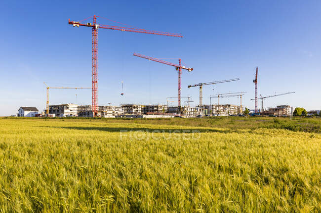 Німеччина, Баден-Вуртемберг, Хольцджерлінген, Жовте трав'яне поле з будівельним майданчиком на задньому плані — стокове фото