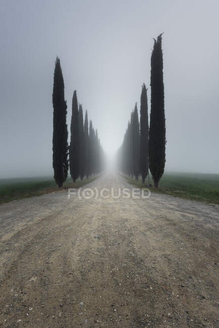 Italia, Toscana, Filari di cipressi lungo strade sterrate vuote durante le nebbie — Foto stock