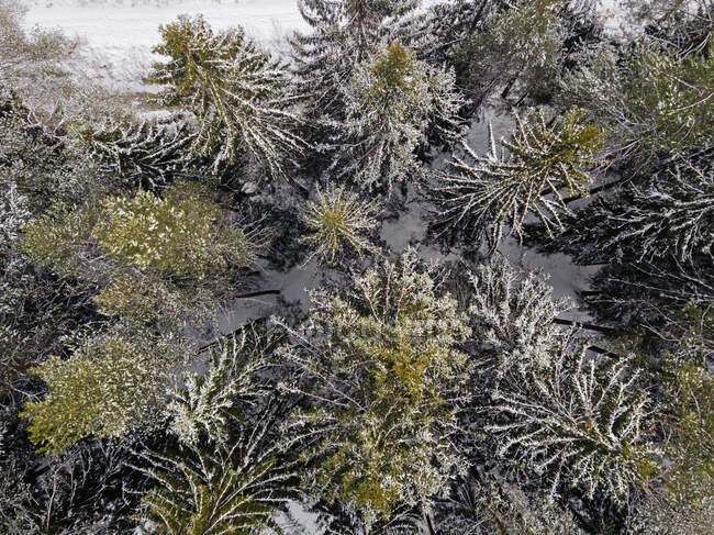 Russia, Oblast 'di Leningrado, Veduta aerea delle conifere in inverno — Foto stock