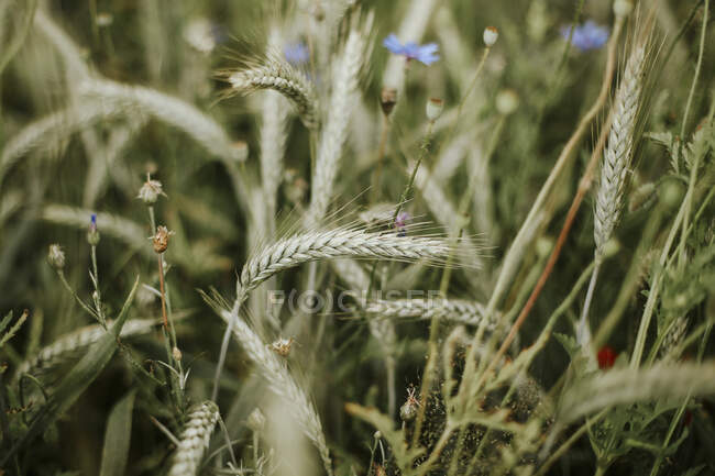 Flores de trigo y de campo - foto de stock