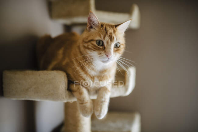 Porträt einer gestromten Katze, die auf einem Kratzpfosten liegt und etwas beobachtet — Stockfoto