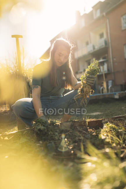 Young woman harvesting celeriac in garden — Stock Photo