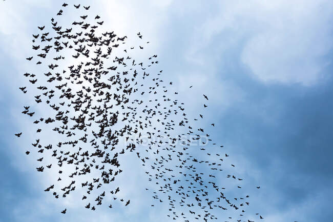 Georgia, Low angle view of flock of birds flying against sky — travel,  animals - Stock Photo | #474276198