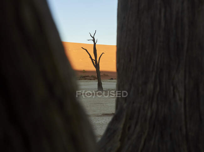 Veduta di un albero nel deserto, Sossusvlei, Namibia — Foto stock