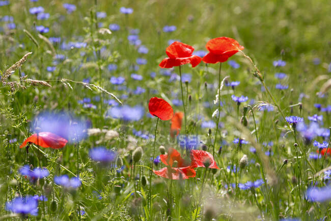 Alemanha, papoilas e flores silvestres azuis florescendo no prado da primavera — Fotografia de Stock