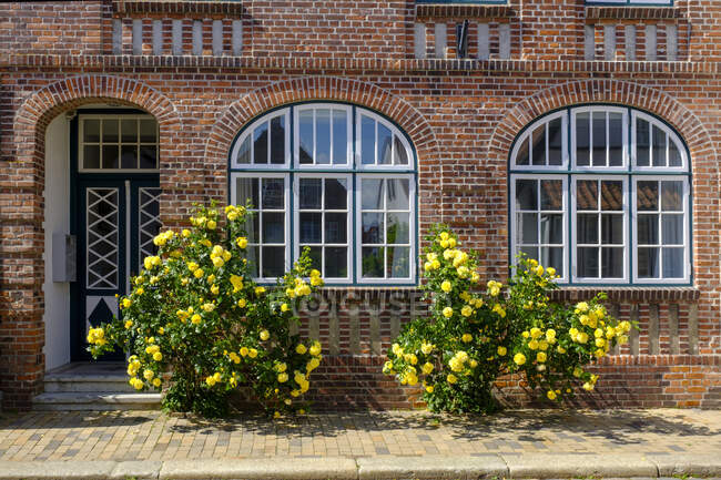 Alemania, Schleswig-Holstein, Husum, Rosas amarillas floreciendo frente a la casa de ladrillo - foto de stock