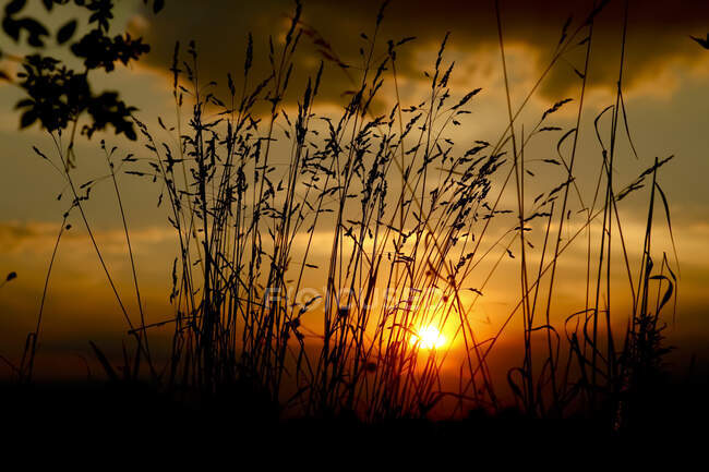 Germania, Erba contro il tramonto — Foto stock