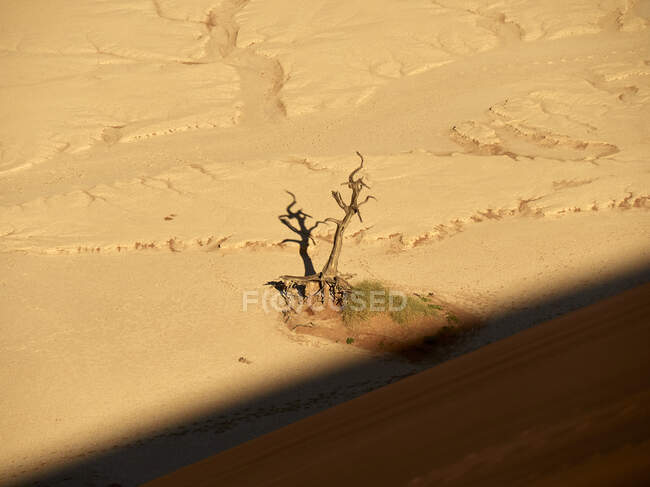 Вид згори дерева посеред пустелі (Соссуфлей, Намібія). — стокове фото