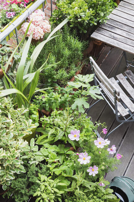Varie erbe culinarie che crescono sul balcone — Foto stock
