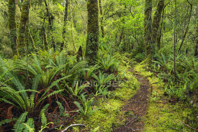Nuova Zelanda, Sud, Sentiero pedonale nella foresta pluviale della Valle di Tutoko — Foto stock