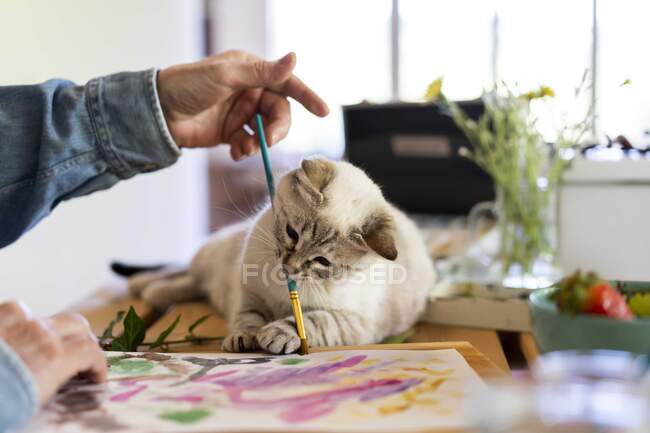 Cute cat holding paintbrush in mouth with senior man at home — Stock Photo