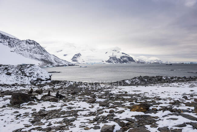 Південні слонячі тюлені (Mirounga leonina) на березі Коронації. — стокове фото