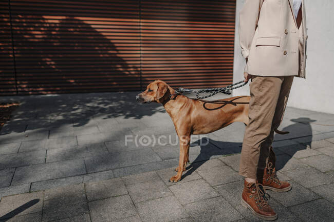Crop vista della donna alla moda in piedi sul marciapiede con il suo cane — Foto stock