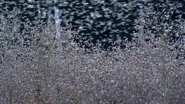 Rebanho desfocado de bramblings (Fringilla montifringilla) voando acima das plantas — Fotografia de Stock