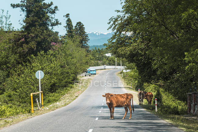 Georgia, Mucca in piedi in mezzo alla strada di campagna — Foto stock