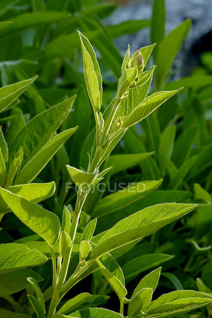 Germany, Close-up of growing sage — Stock Photo