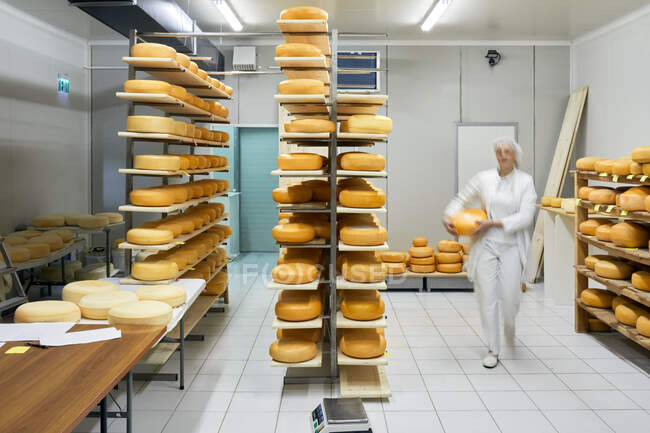 Fromagerie, ouvrière floue à la meule de fromage dans le cellier — Photo de stock
