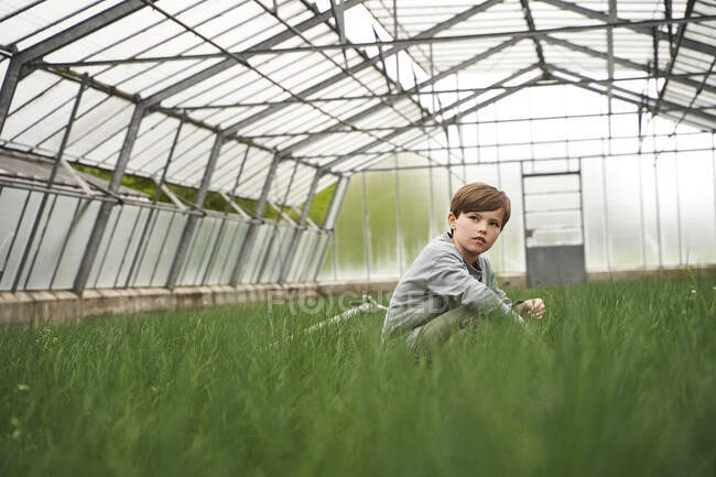 Niño agachado en invernadero, examinando cebollino - foto de stock