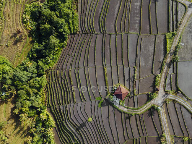 Індонезія, Балі, вигляд терасованих рисових полів. — стокове фото