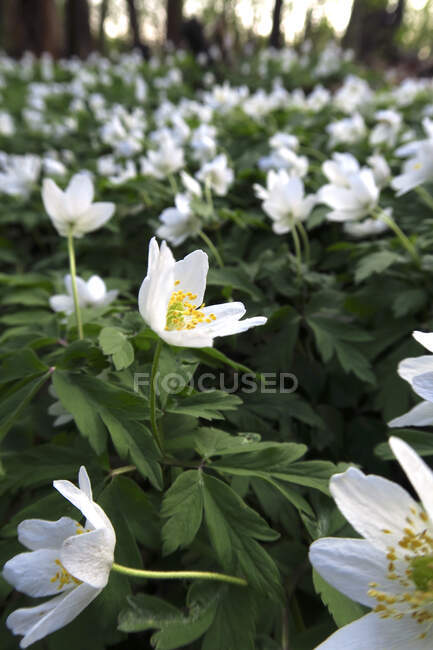 Alemania, Cama de madera en flor anémonas (Anemone nemorosa) — Tarde en la  noche, Mundo natural - Stock Photo | #474286178