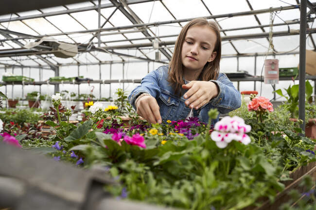 Girl tending to flowers in a greenhouse — Stock Photo