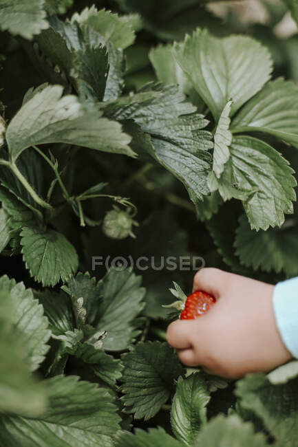 Дівчинка збирає стиглі полуниці. — стокове фото