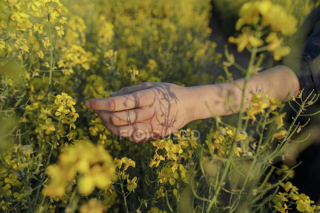 Вид на урожай девочки-подростка в поле для изнасилований — стоковое фото