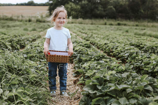 Дівчинка збирає стиглі полуниці на полі. — стокове фото