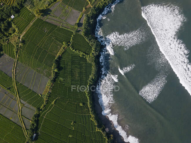 Indonesia, Bali, Vista aérea de arrozales costeros - foto de stock
