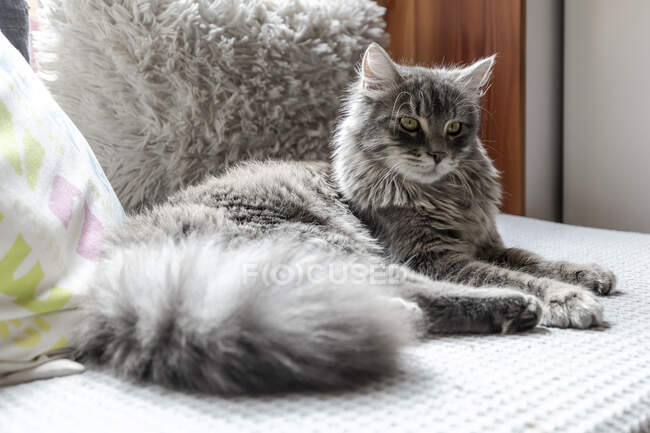 Довгошерстий кіт відпочиває на дивані — стокове фото