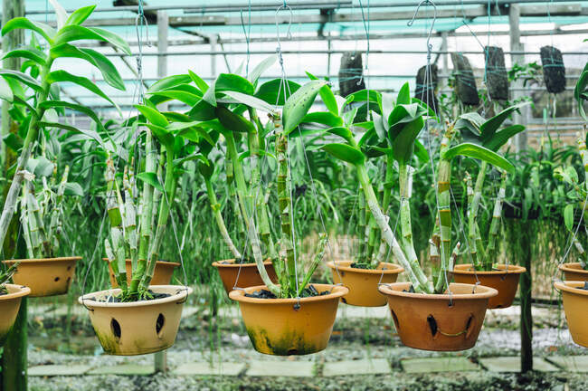 Malasia, Plantas verdes en maceta colgando en invernadero - foto de stock