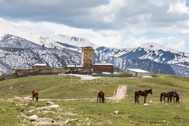 Geórgia, Svaneti, Ushguli, Cavalos pastando em frente à aldeia medieval — Fotografia de Stock