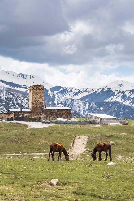Грузія, Сванеті, Ушулі, коні, що пасуться перед середньовічним селом. — стокове фото