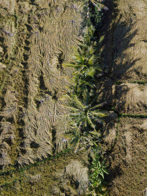 Індонезія, Балі, Повітряний вид на сільські поля рису. — стокове фото