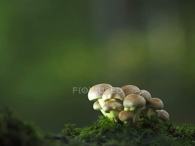 Крупный план Kuehneromyces грибы, растущие в лесу — стоковое фото