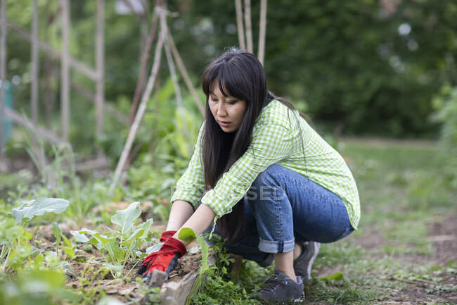 Jardinage des femmes dans le jardin urbain — Photo de stock