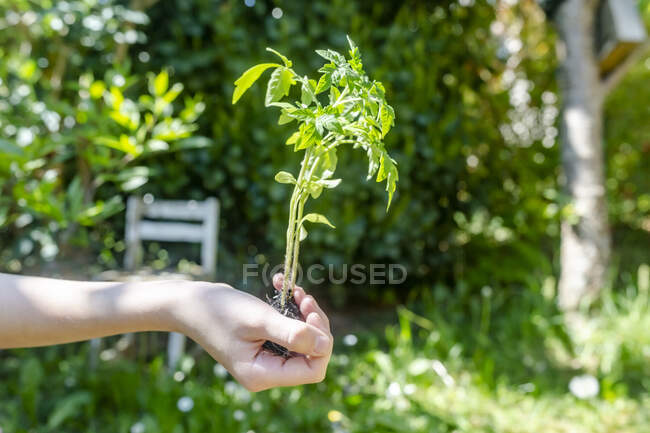 Рука девушки держит томатное растение — стоковое фото