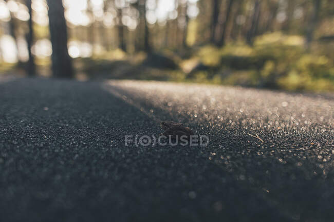 Close up of frog on empty road, Nykoping, Svezia — Foto stock