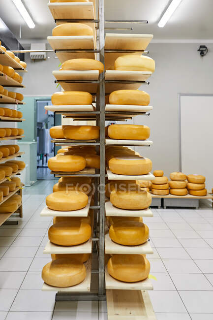 Fromagerie, meules à fromage mûrissant en étagère — Photo de stock